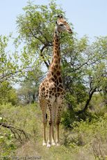 Giraffe (6 von 94).jpg
